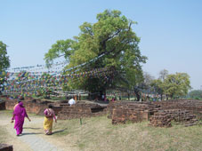 Священное дерево бодхи