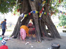 Дерево бодхи