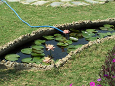 Водоем с лотосами